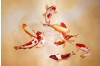 Chinese Silk Embroidery Art of Koi Fish